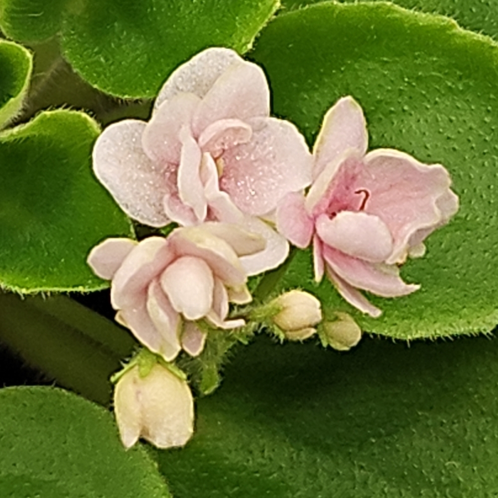 Mini African Violet: Hunter's Chickadee Chirps
